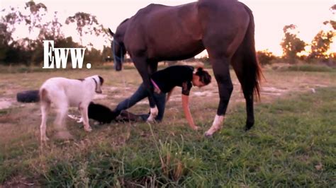 horse humping girl|Horse humps girl